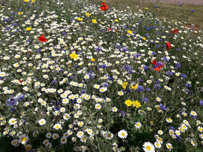 Wild flowers in the play park
