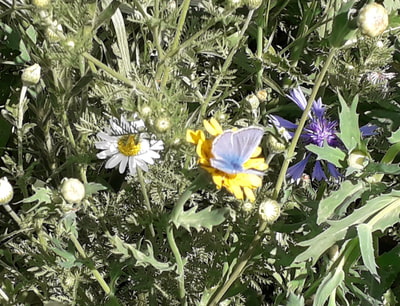Wild flowers in the play park
